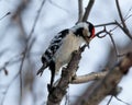 Lesser Spotted Woodpecker Dendrocopos minor Royalty Free Stock Photo